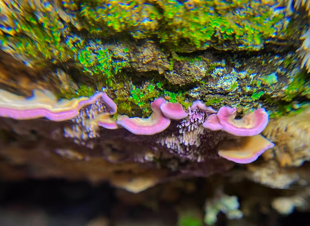 Brown Purplepore Bracket, photo 3 of 5