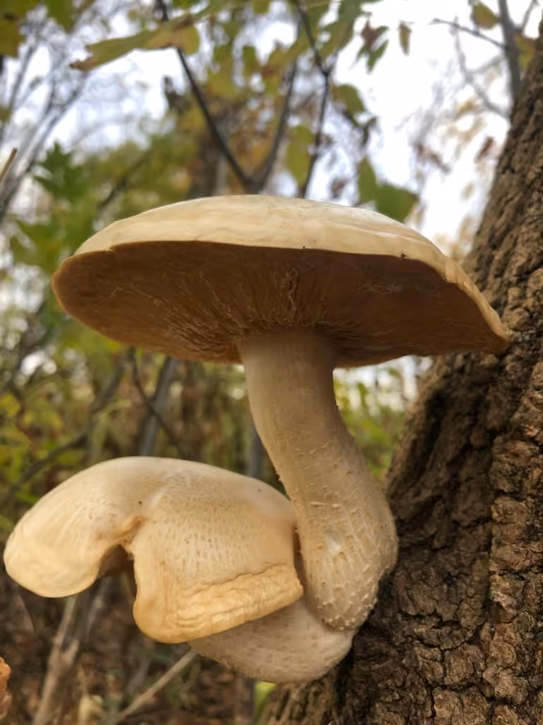 Elm Leech, photo 1 of 5