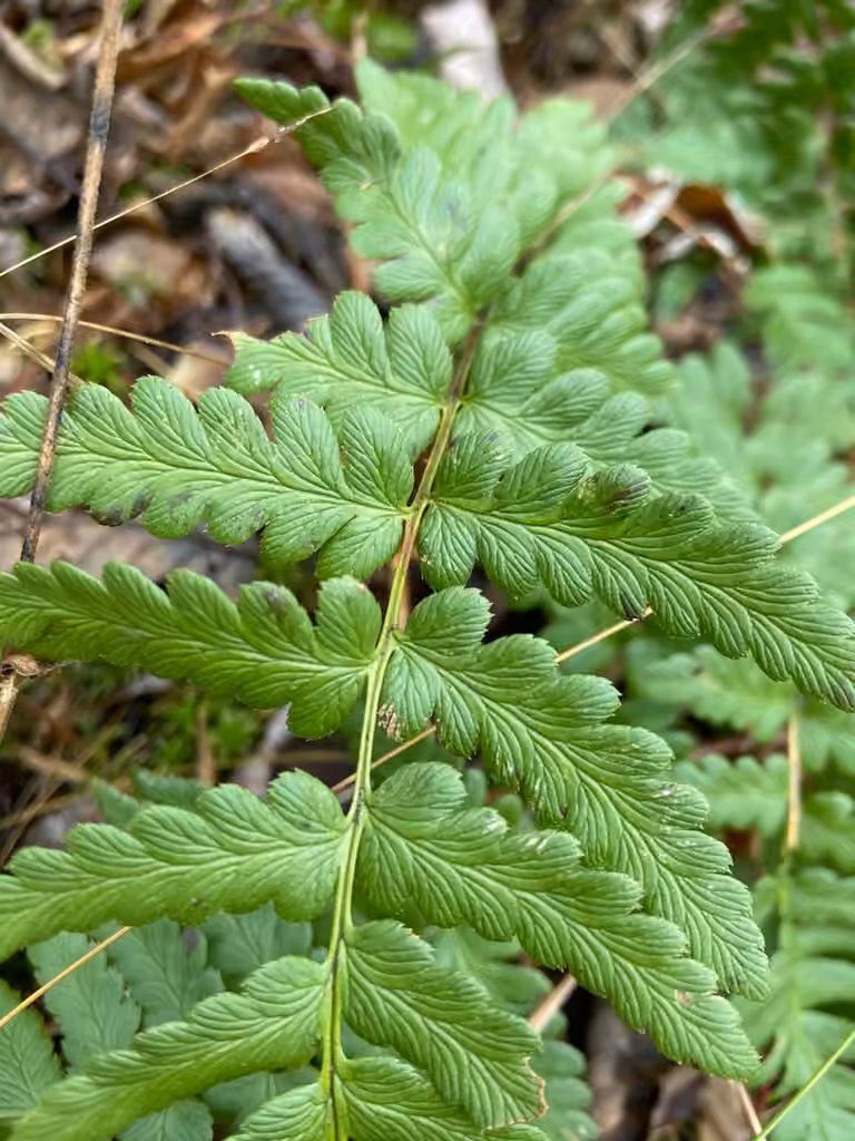 Crested woodfern, photo 1 of 5