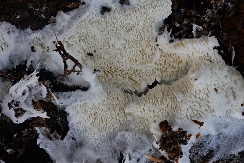 Trechispora mollusca