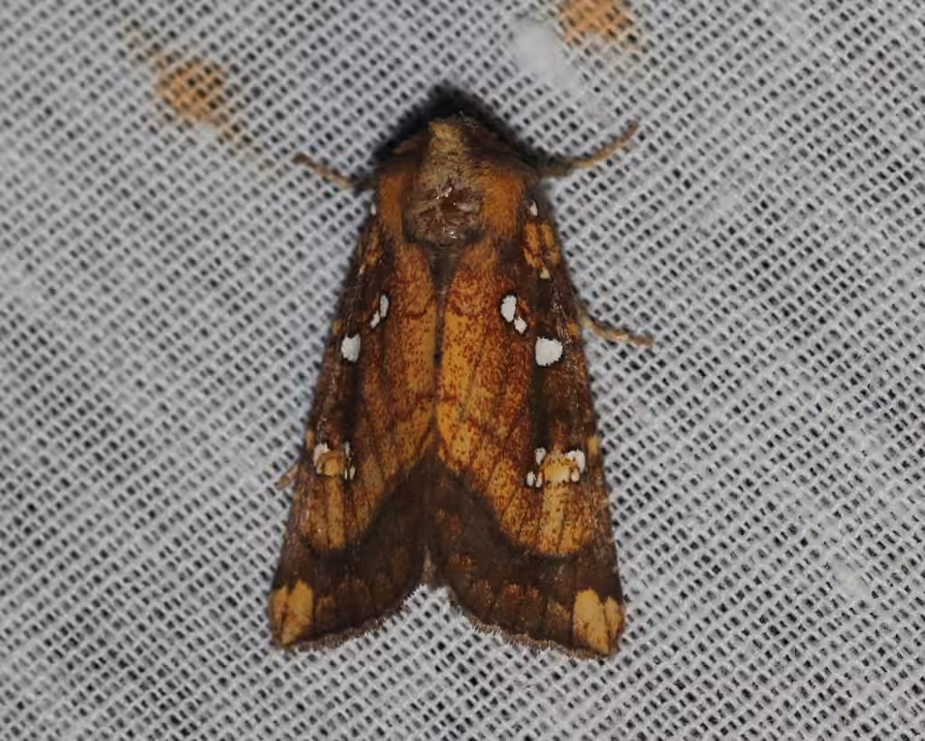 Thistle Stem Borer Moth, photo 3 sur 5