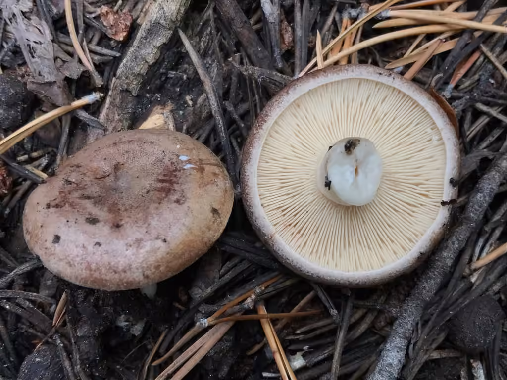 Lactarius montanus, photo 1 of 5