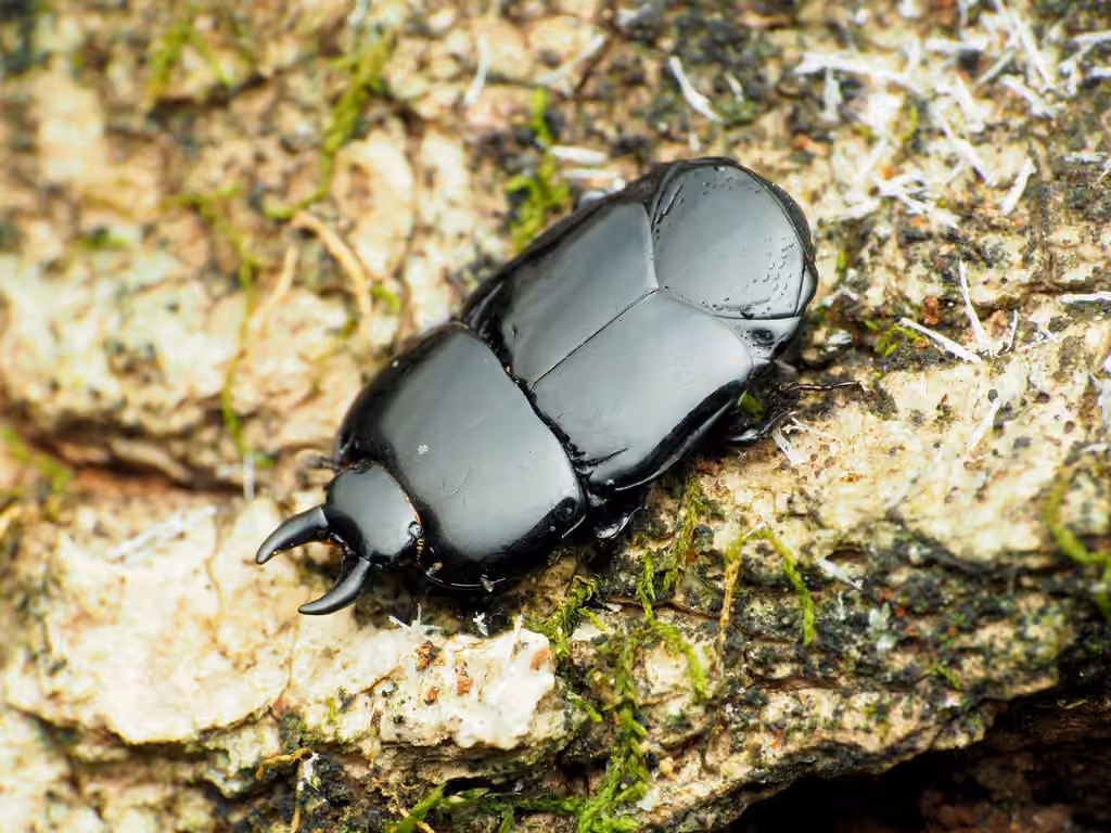 Equal clown beetle