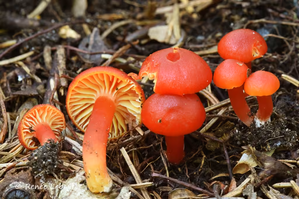 Hygrocybe marchii, photo 1 of 5