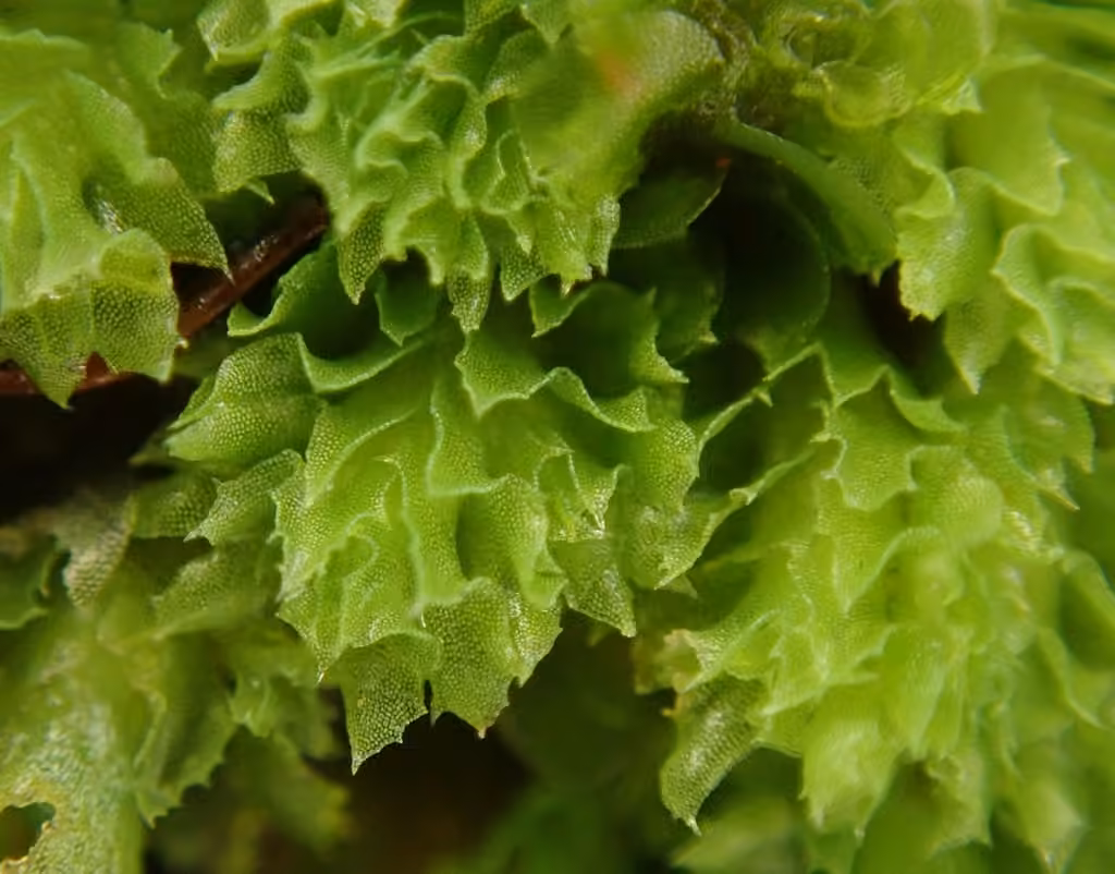Jagged Notchwort, photo 3 of 5