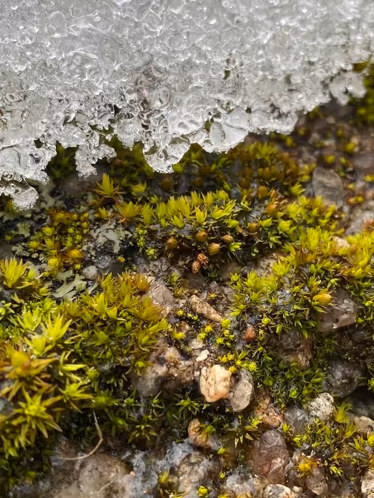 Ohio orthotrichum moss, photo 3 of 5