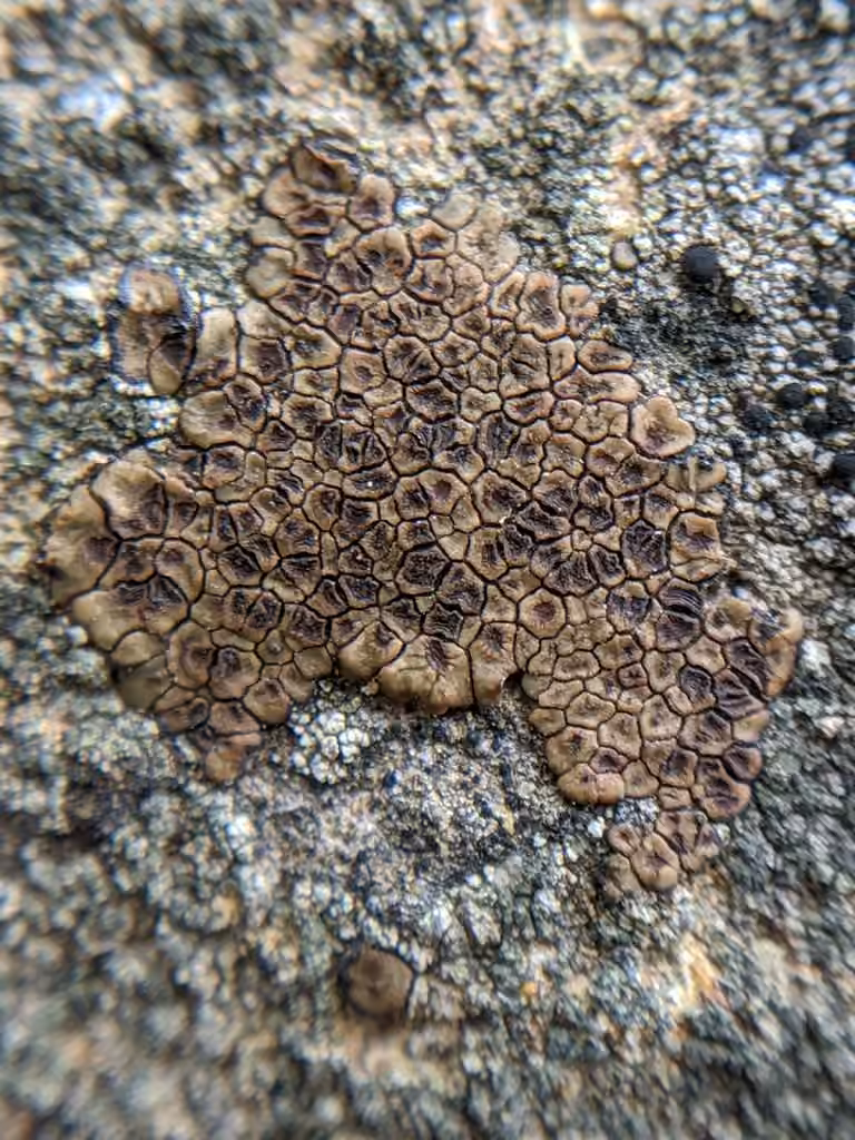 Brown Cobblestone Lichen