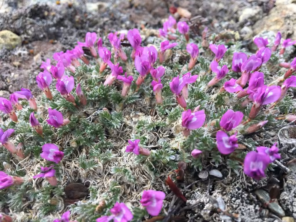 Blackish Locoweed, photo 1 of 5