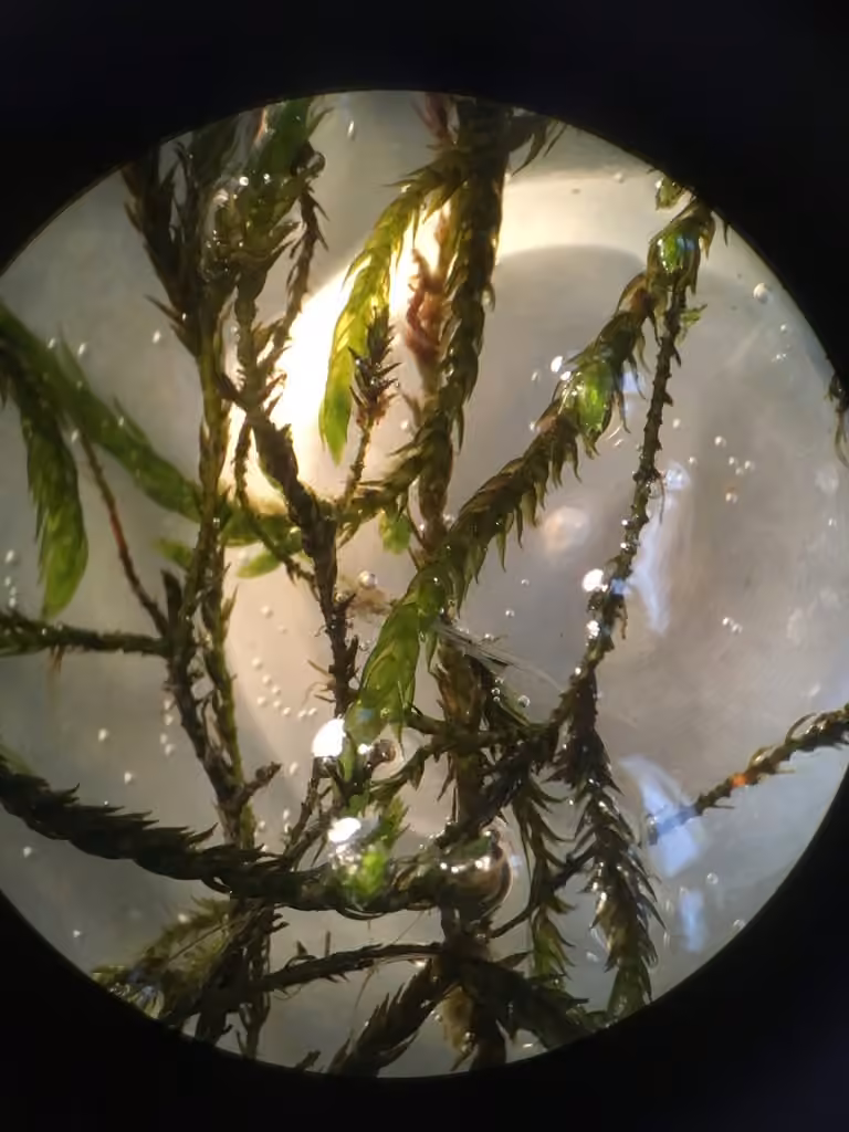 Lescur's platylomella moss, photo 2 of 5