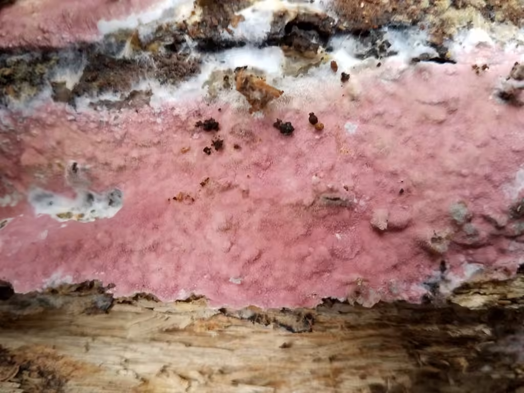 Mauve waxpore, photo 1 of 5