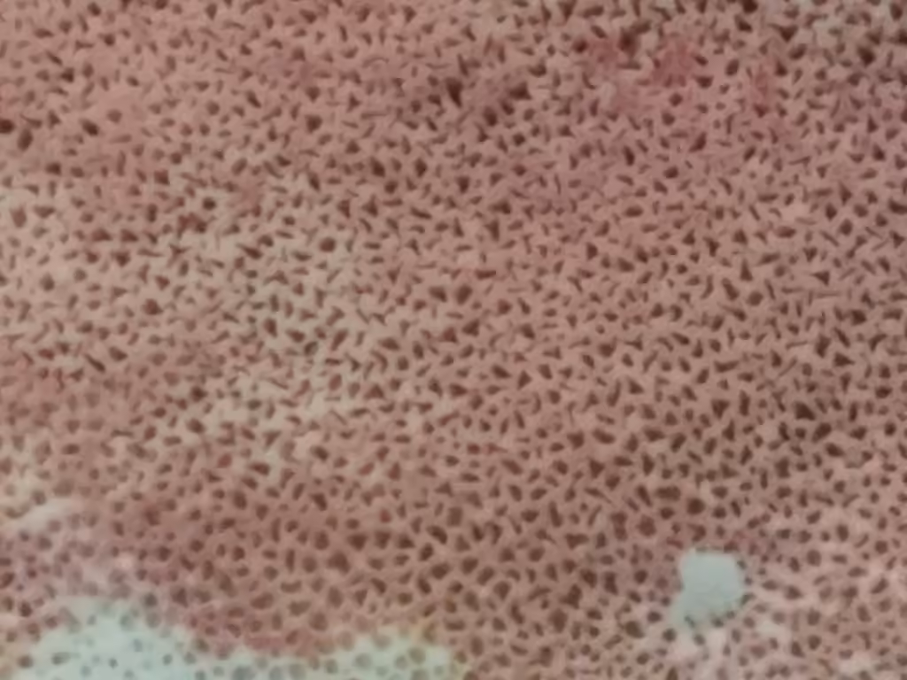 Mauve waxpore, photo 2 of 5