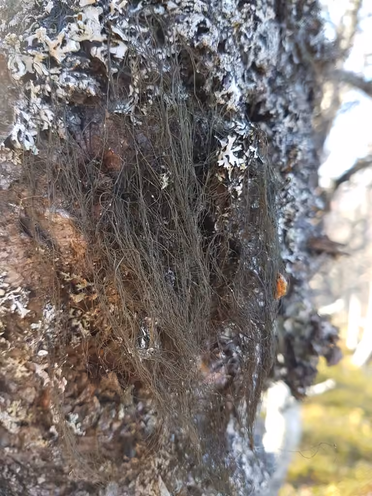 Pale-footed Horsehair Lichen, photo 1 of 5