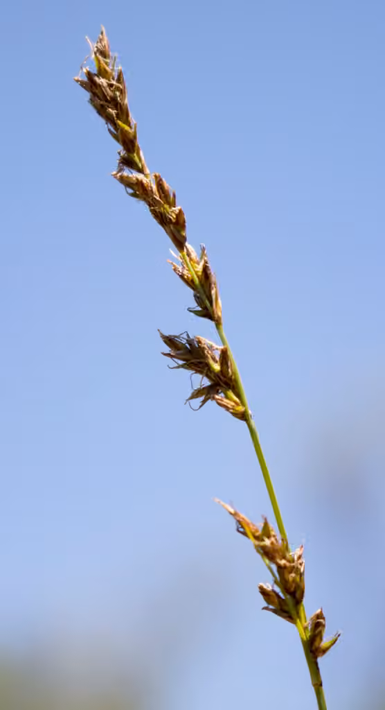 Carex des prairies, En fleurs