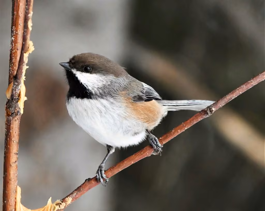 Boreal Chickadee, Adult