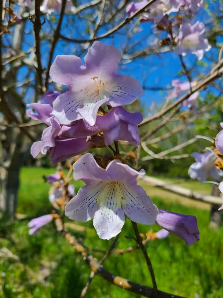 Paulownia, photo 1 sur 5