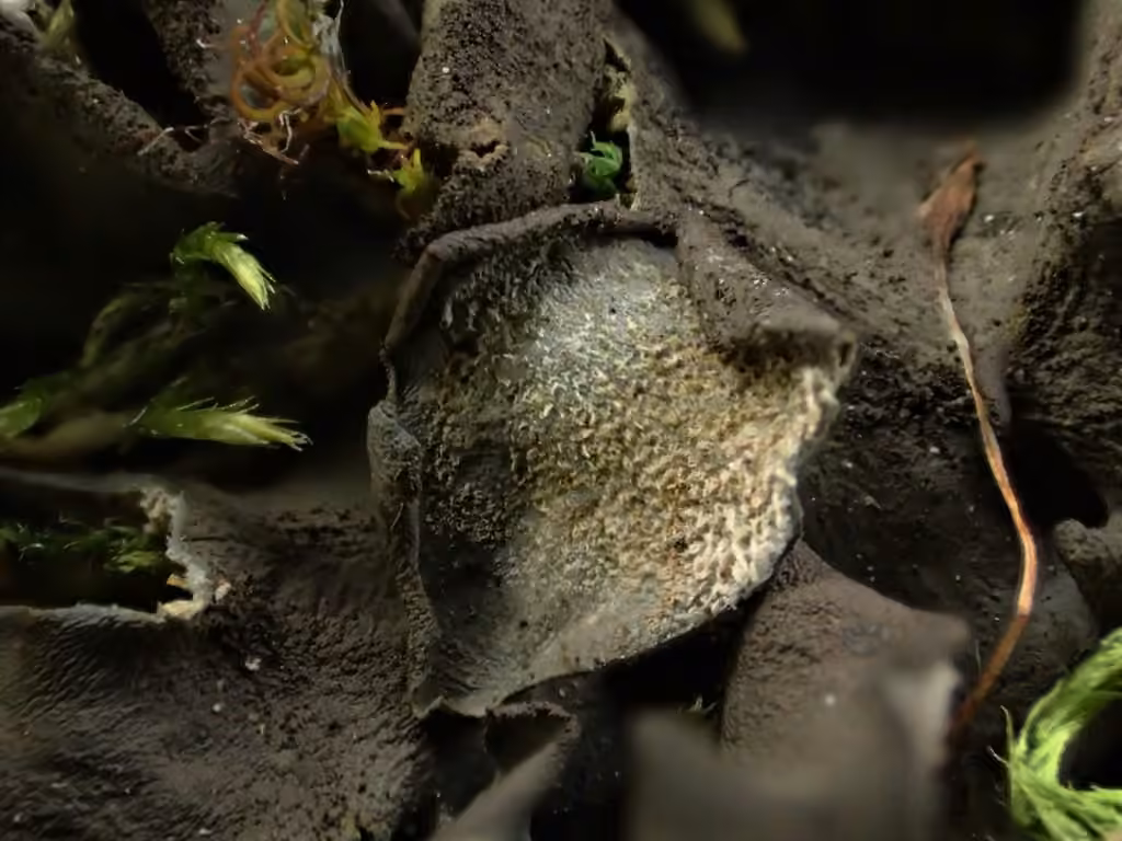 Bearded Jellyskin Lichen, photo 2 of 5