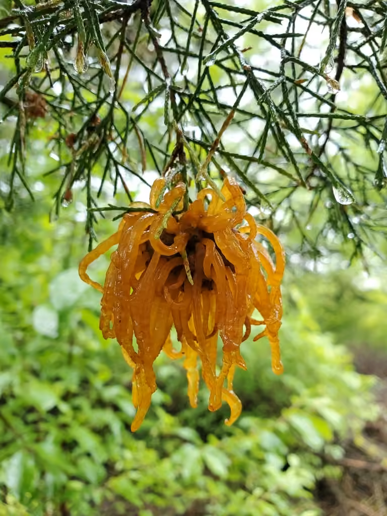 Cedar-apple rust, photo 3 sur 5