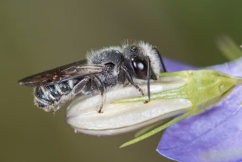 Bellflower Resin Bee, photo 1 of 5
