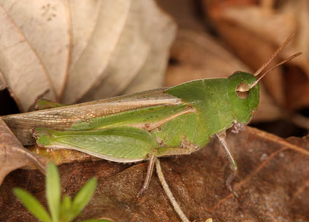 Green-striped Grasshopper, photo 1 of 5