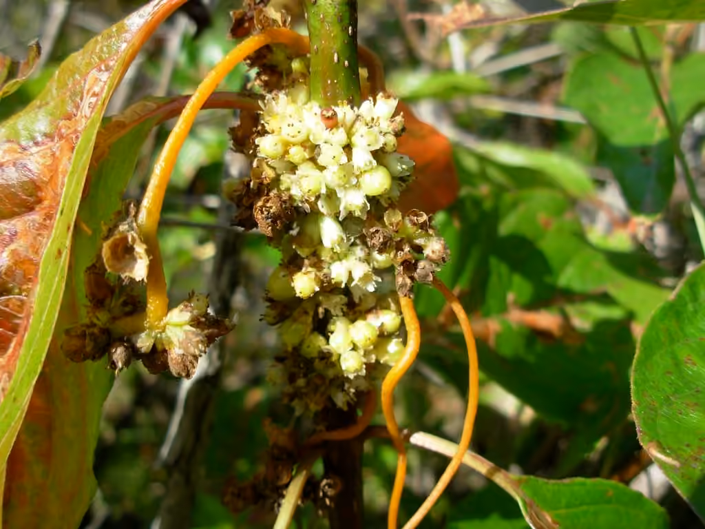 Scaldweed, In fruit