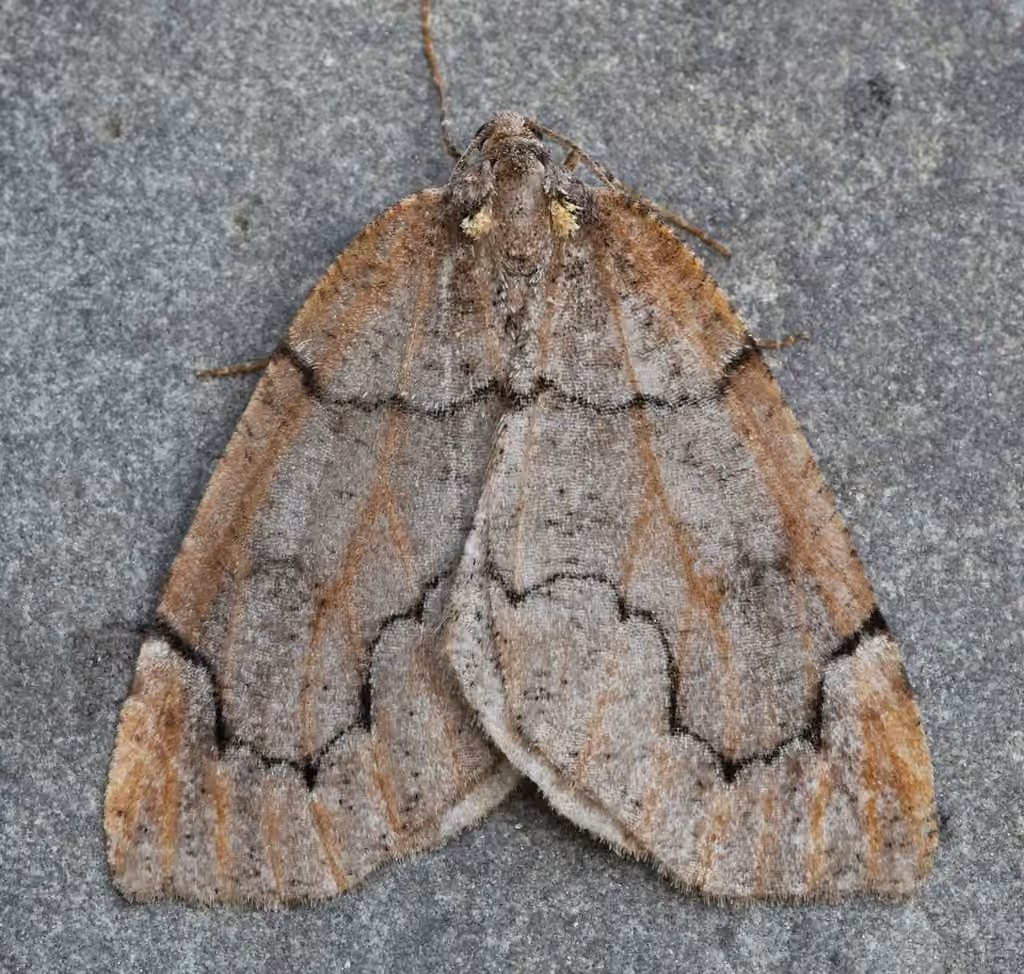 Spodolepis substriataria, Adult