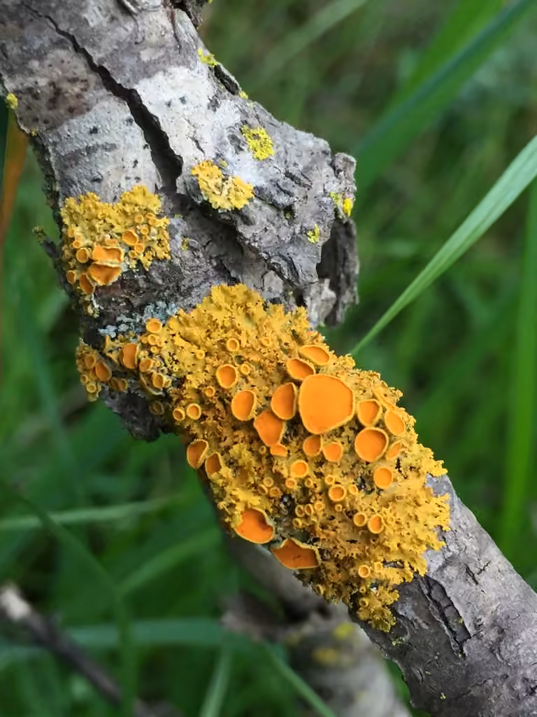 Poplar Sunburst Lichen, photo 2 of 5