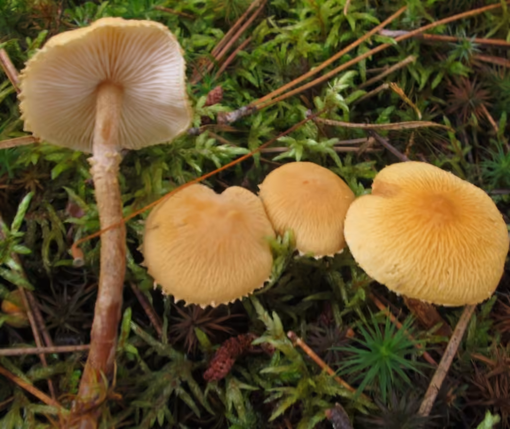 Earthy Powdercap