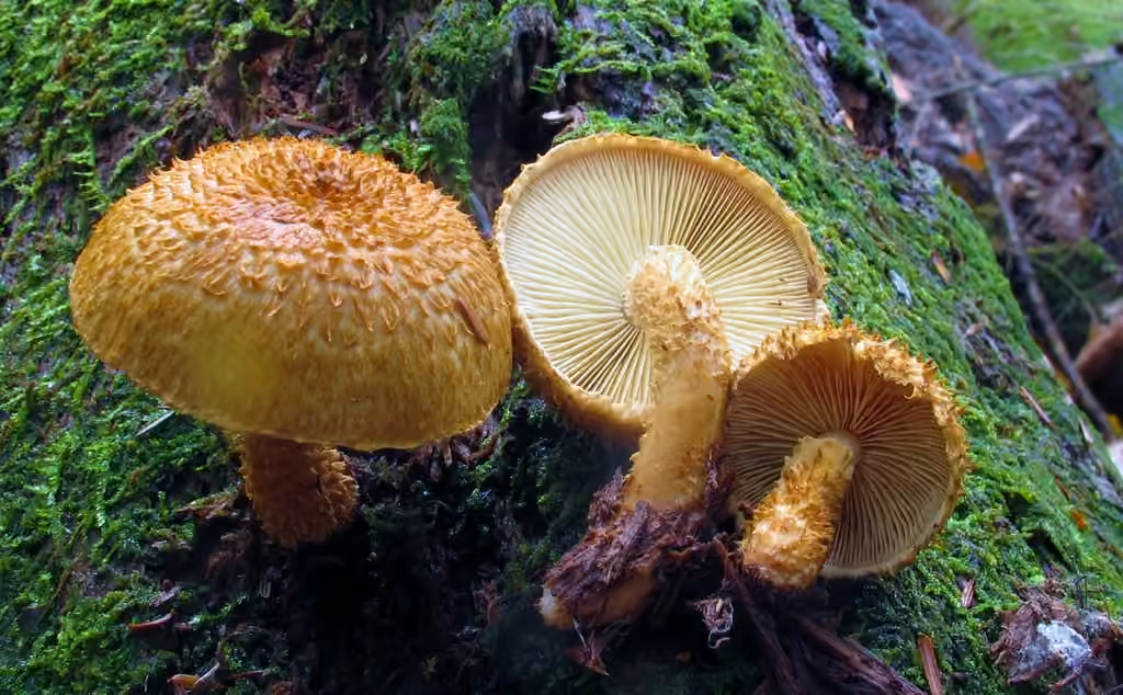 Decorated Pholiota