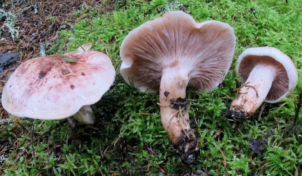 Hygrophore des chevreuils, photo 2 sur 5