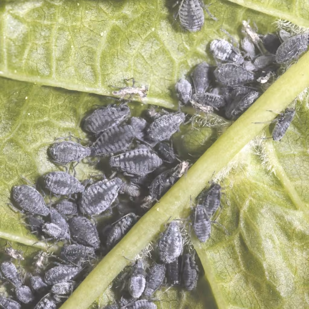 Bird Cherry-oat Aphid, photo 1 of 5