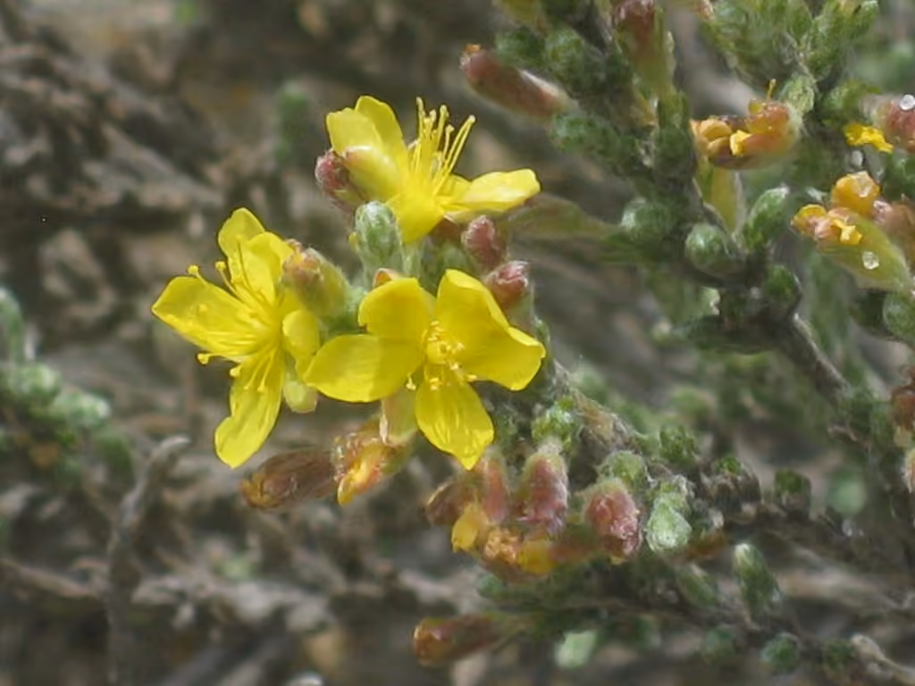 Sand golden-heather