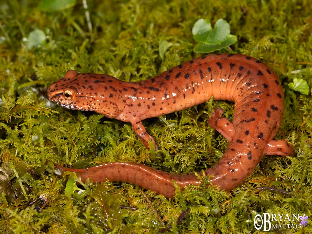 Spring Salamander, photo 1 of 5