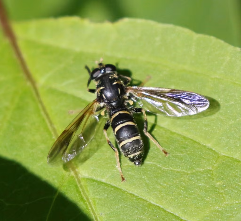 Yellow-haired Falsehorn, Female