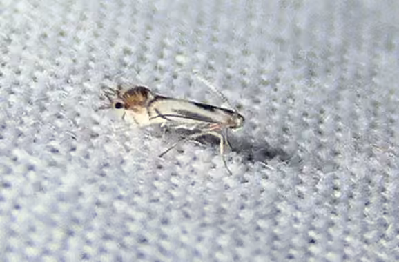 Phyllocnistis ampelopsiella, photo 1 sur 5