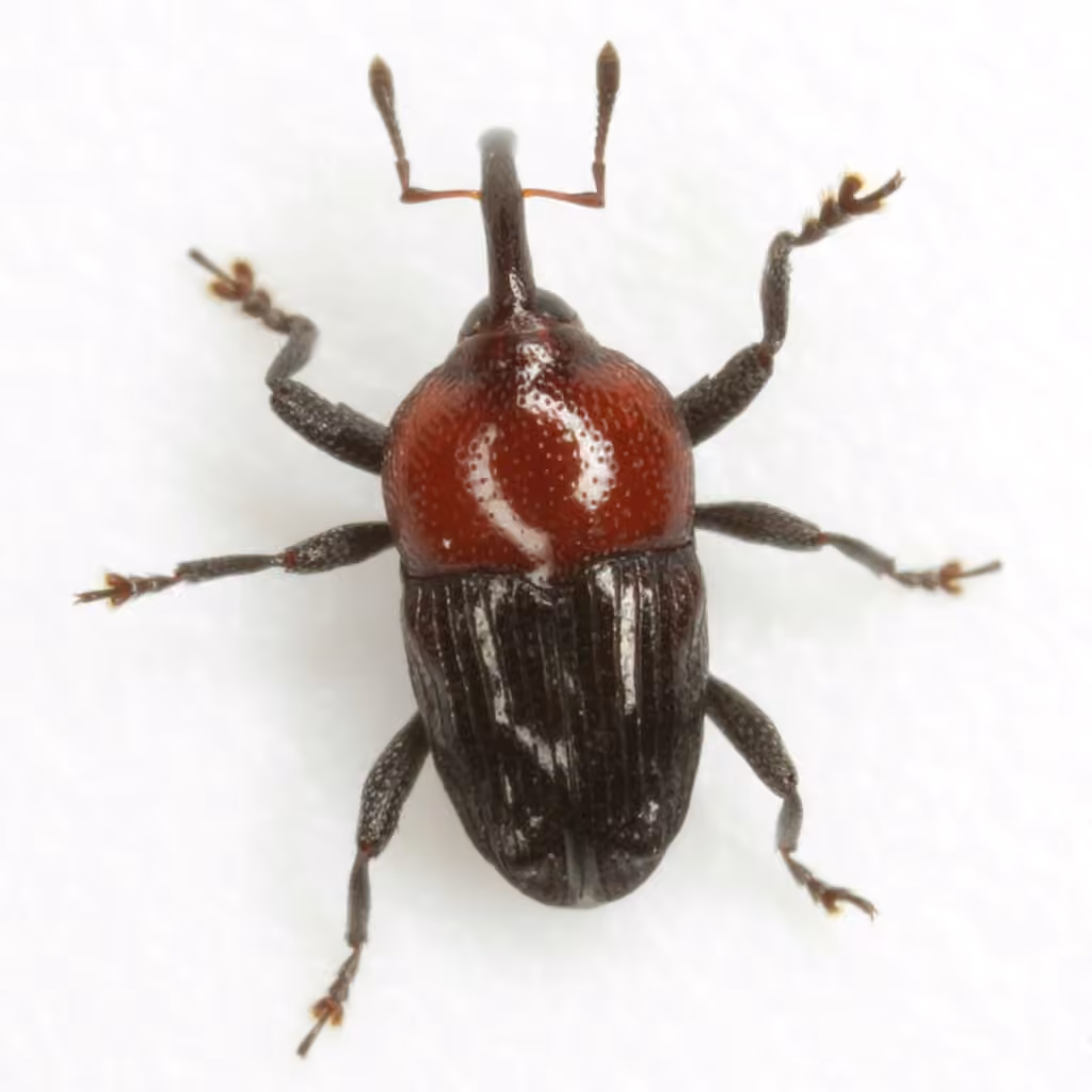 Wavy Flower Weevil, photo 1 of 5