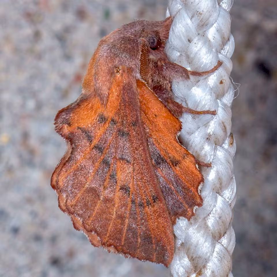 American Lappet Moth