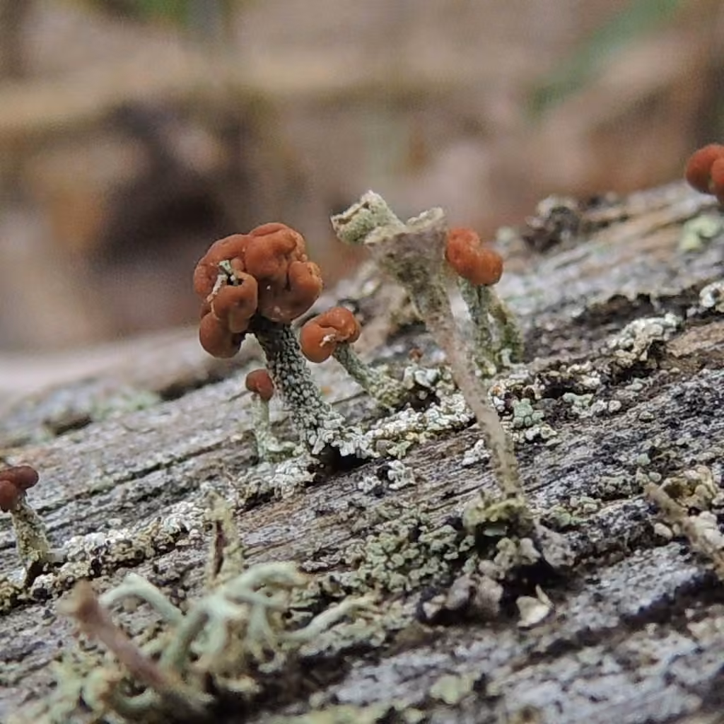Turban cup lichen, photo 3 of 5