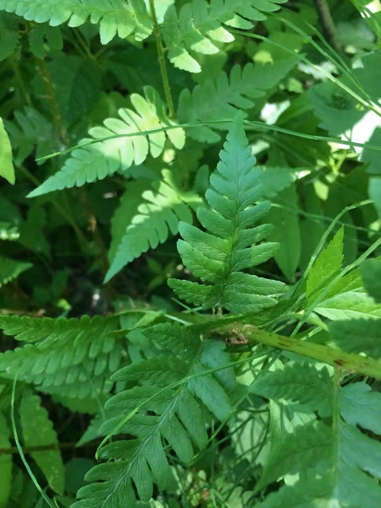 Crested woodfern, photo 3 of 5