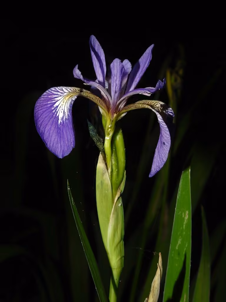 Harlequin blueflag