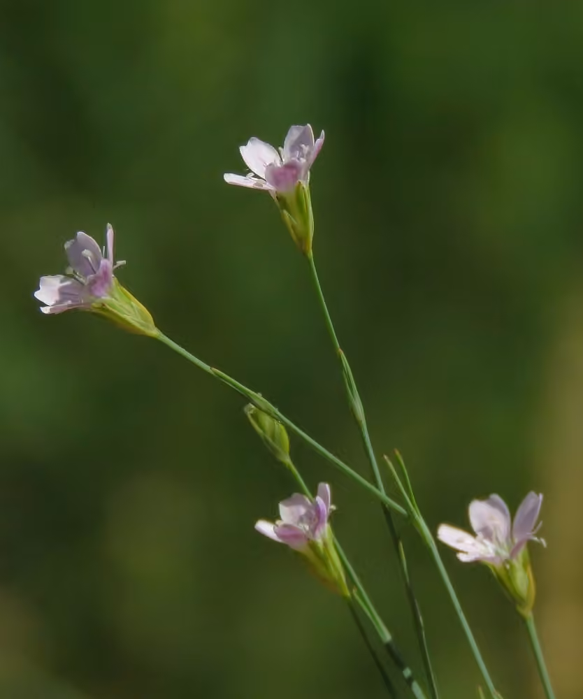 Oeillet saxifrage, photo 1 sur 5