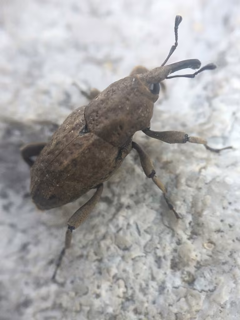 Southern Corn Billbug, photo 1 of 5