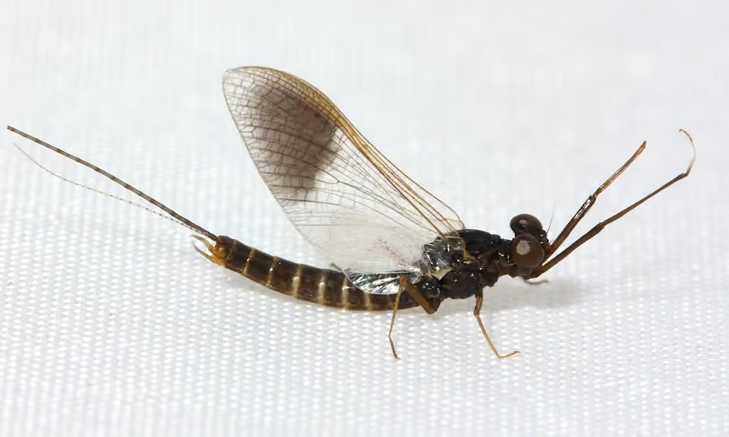 Leptophlébie nébuleuse, Mâle