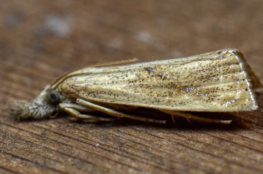 Lesser Vagabond Sod Webworm Moth, Adulte