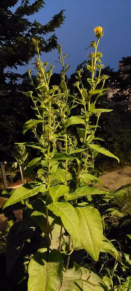 Indian elecampane, Flower buds