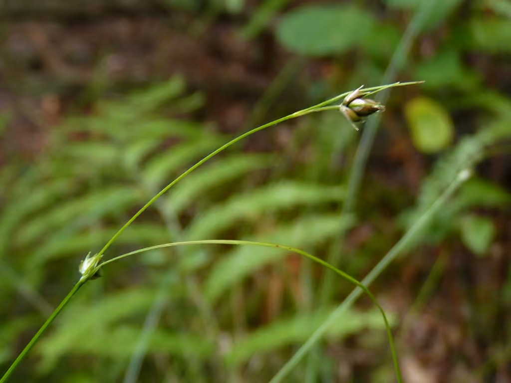 Threeseeded sedge, photo 1 of 5