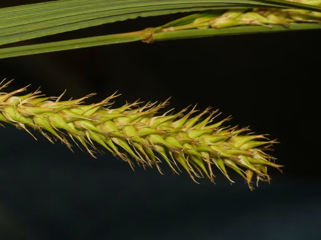 Wheat sedge, In flower