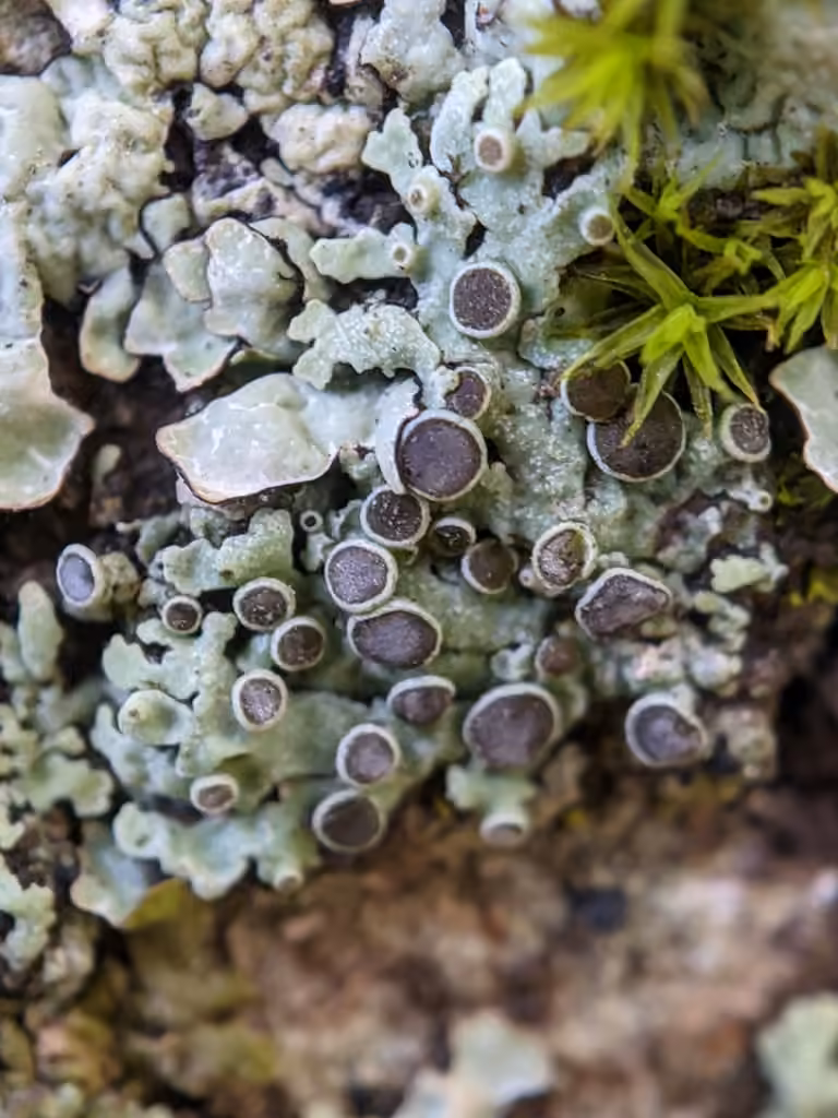 Outward-looking Rosette Lichen, photo 1 of 5