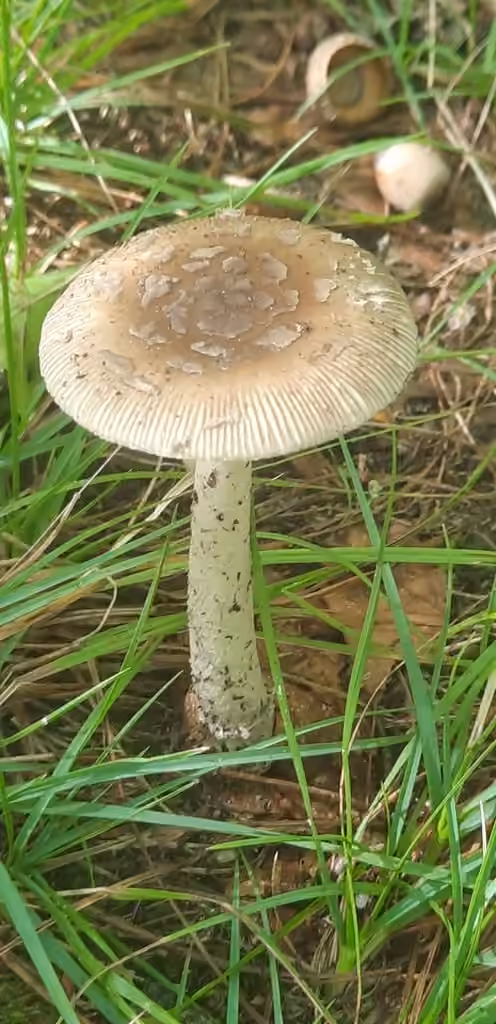 Shaggy Legged Ringless Amanita, photo 1 of 5
