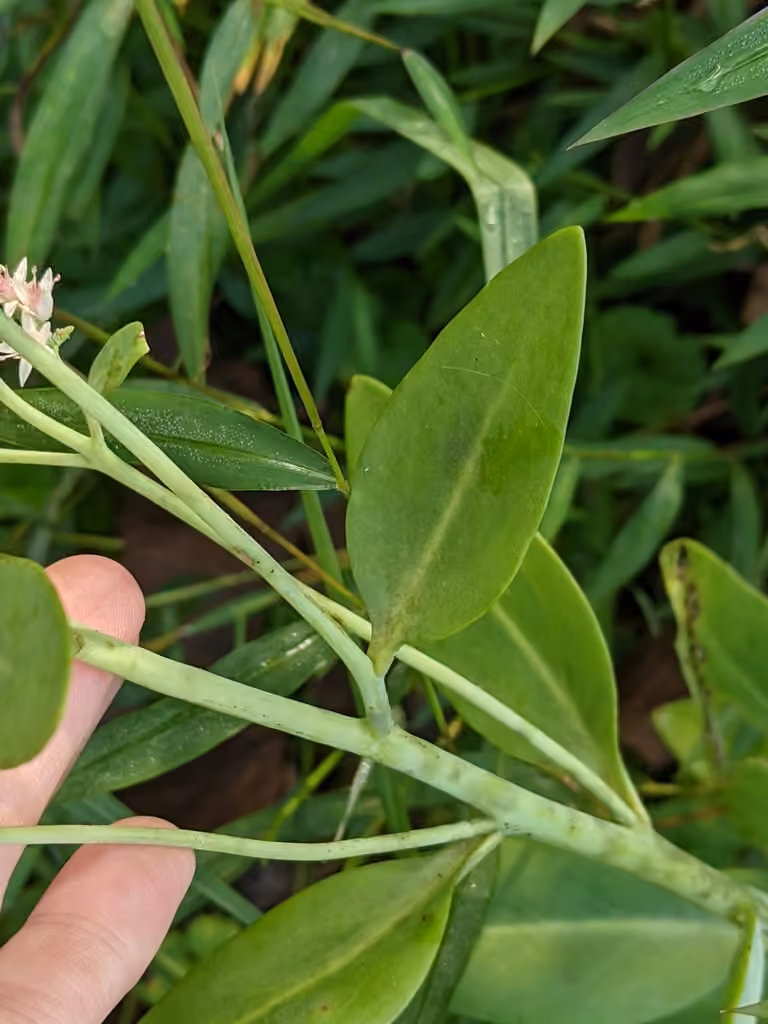 Garden stonecrop, In flower