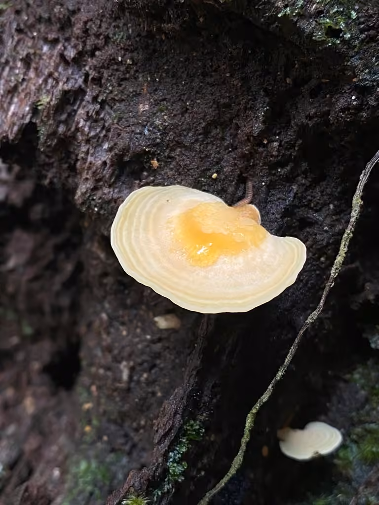 Antrodiella semisupina, photo 2 of 5